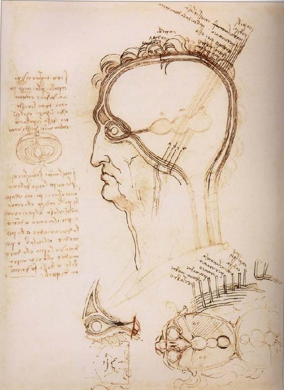 LEONARDO da Vinci Anatomical study of the brain and the scalp Sweden oil painting art